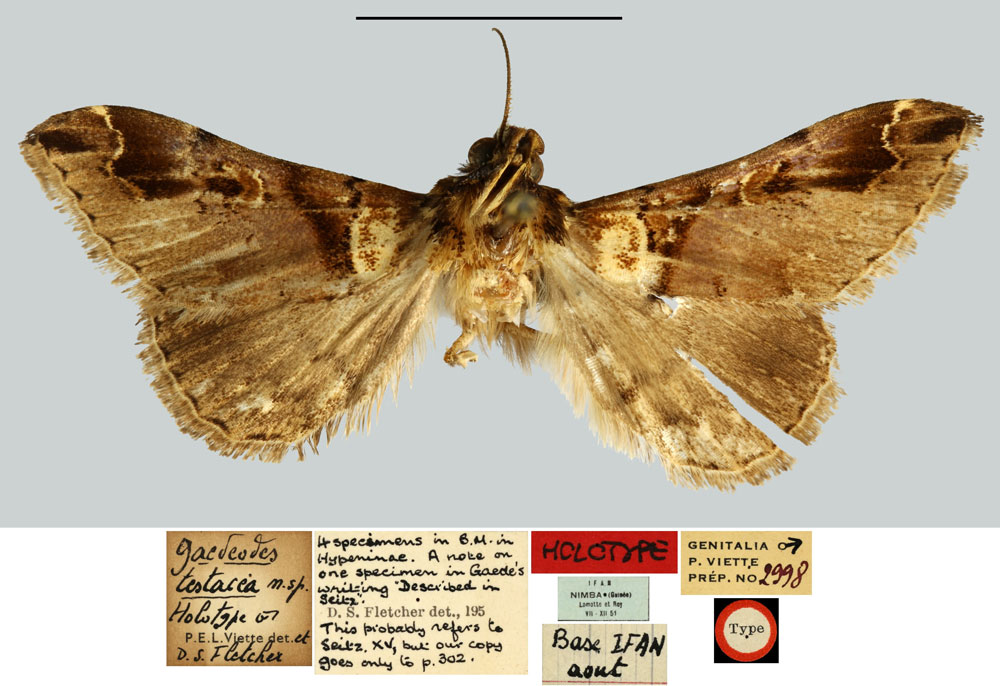 /filer/webapps/moths/media/images/T/testacea_Gaedeodes_HT_MNHN.jpg