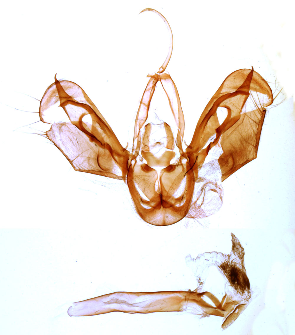 /filer/webapps/moths/media/images/T/testaceoides_Prodenia_GMLT_MNHN_3237.jpg