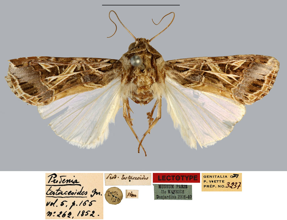 /filer/webapps/moths/media/images/T/testaceoides_Prodenia_LT_MNHN.jpg