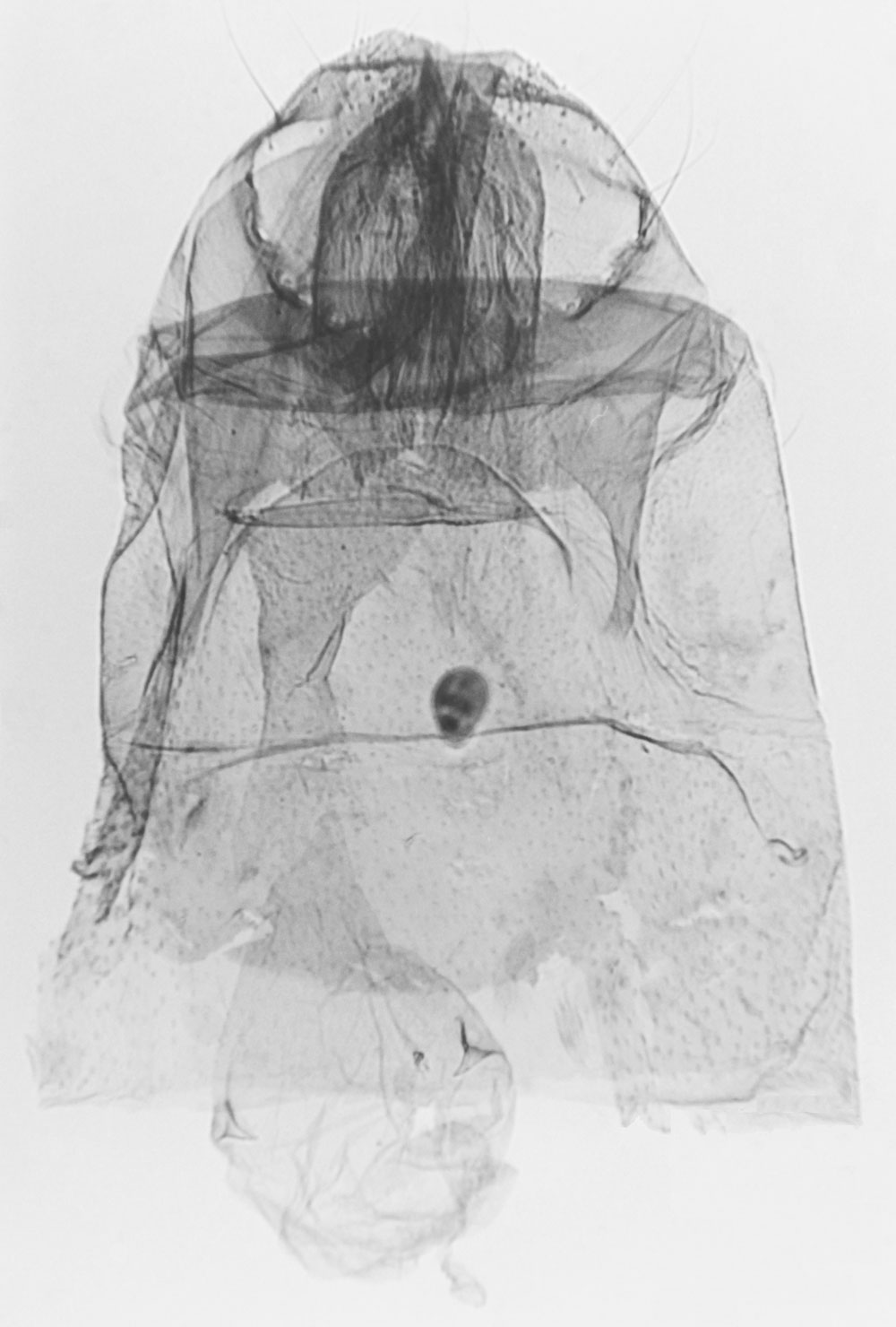 /filer/webapps/moths/media/images/T/testaceus_Helpaphorus_GFPT_MNHN_M17.jpg