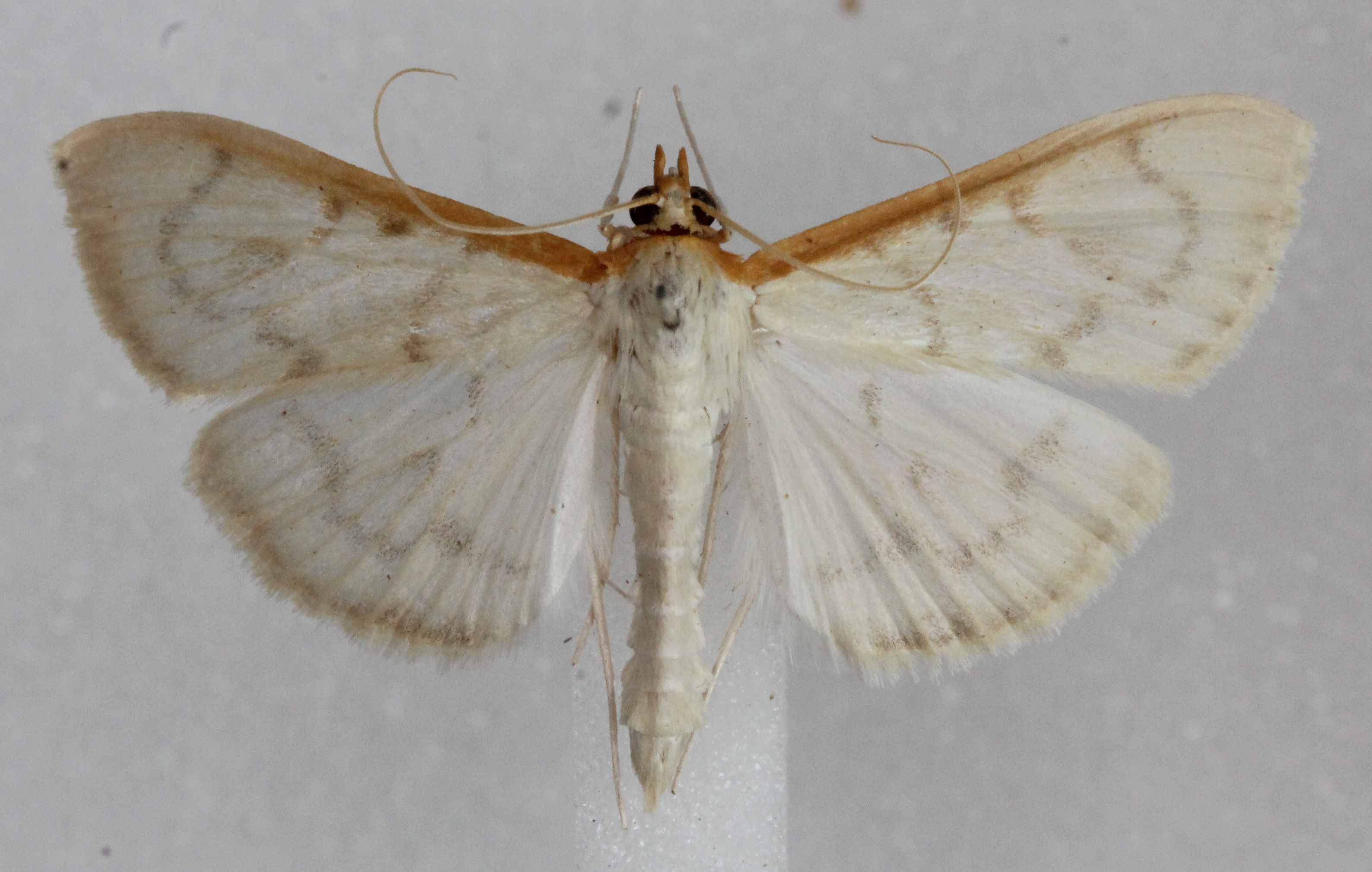 /filer/webapps/moths/media/images/T/testalis_Hodebertia_AM_Agassiz_02.jpg