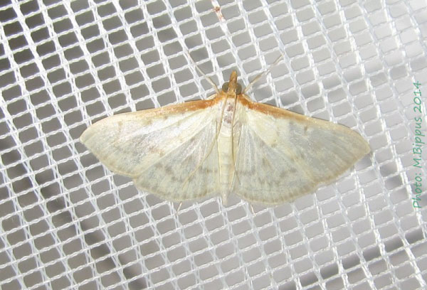 /filer/webapps/moths/media/images/T/testalis_Hodebertia_A_Bippus.jpg