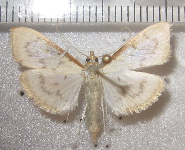 /filer/webapps/moths/media/images/T/testalis_Hodebertia_A_Bippus_02.jpg