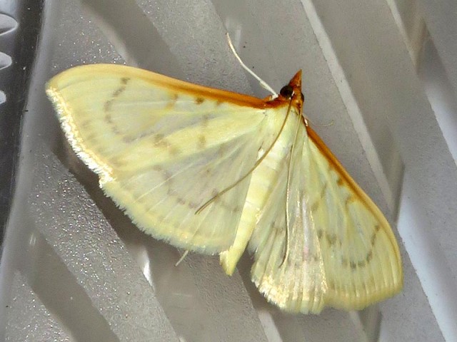 /filer/webapps/moths/media/images/T/testalis_Hodebertia_A_Braun.jpg