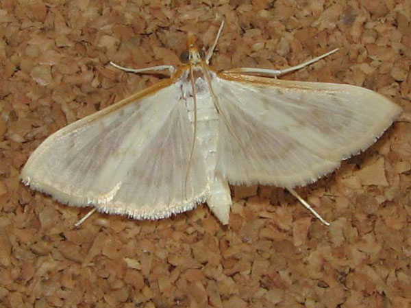 /filer/webapps/moths/media/images/T/testalis_Hodebertia_A_Goff_01.jpg