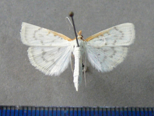/filer/webapps/moths/media/images/T/testalis_Hodebertia_A_Goff_02.jpg