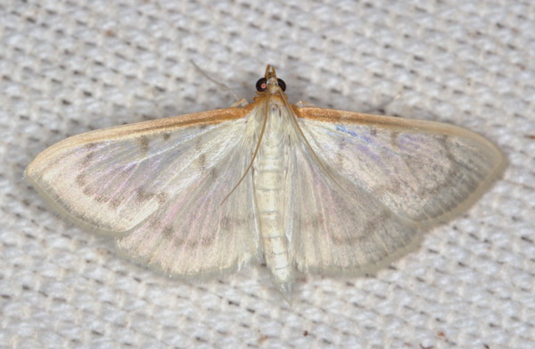 /filer/webapps/moths/media/images/T/testalis_Hodebertia_A_Heyns_01.jpg