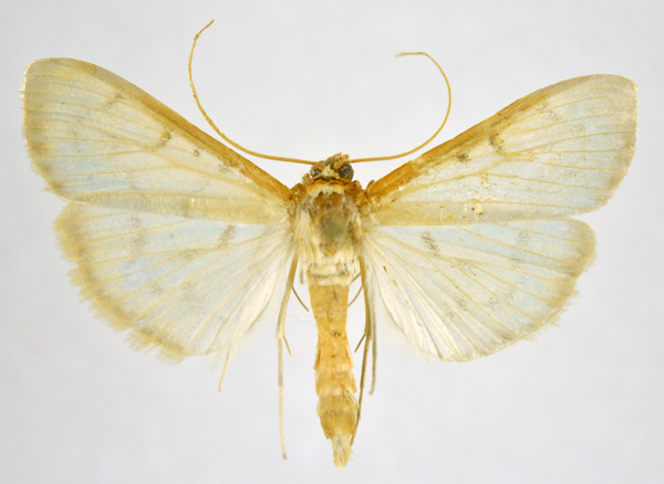 /filer/webapps/moths/media/images/T/testalis_Hodebertia_A_NHMO_02.jpg