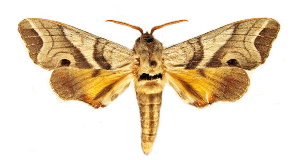 /filer/webapps/moths/media/images/T/teteforti_Gynoeryx_PT_MNHN.jpg