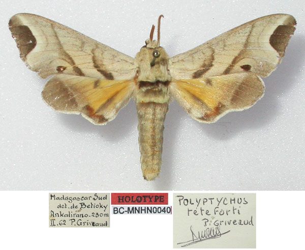 /filer/webapps/moths/media/images/T/teteforti_Polyptychus_HT_MNHN.jpg