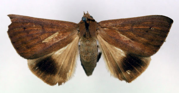/filer/webapps/moths/media/images/T/teterrima_Ophisma_AF_RMCA.jpg