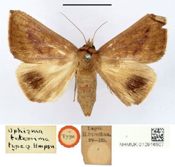 /filer/webapps/moths/media/images/T/teterrima_Ophisma_HT_BMNH.jpg