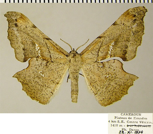 /filer/webapps/moths/media/images/T/tetracantha_Xenimpia_AF_ZSM.jpg