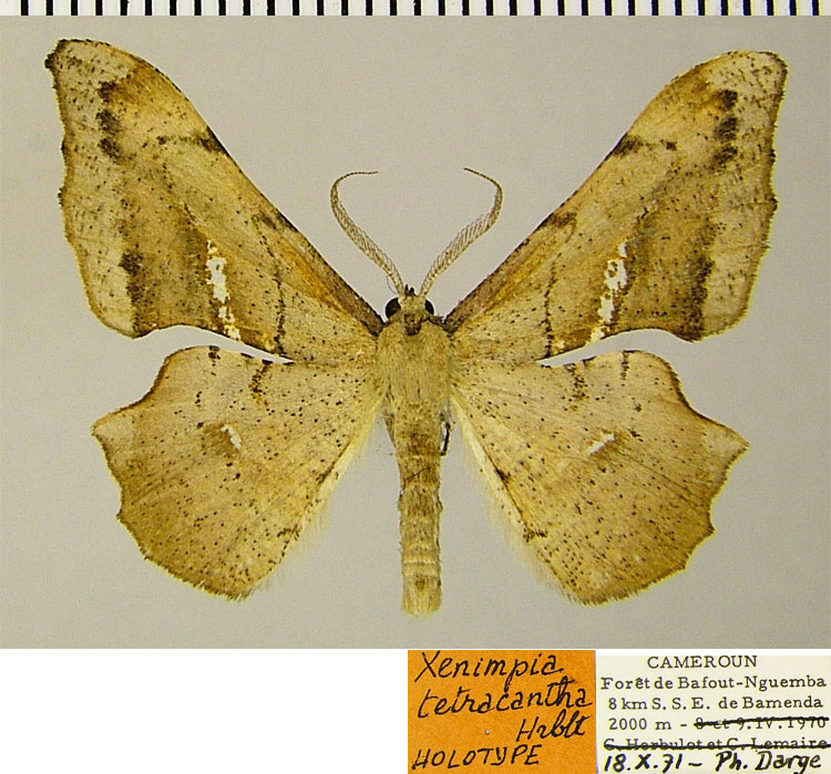 /filer/webapps/moths/media/images/T/tetracantha_Xenimpia_HT_ZSMa.jpg