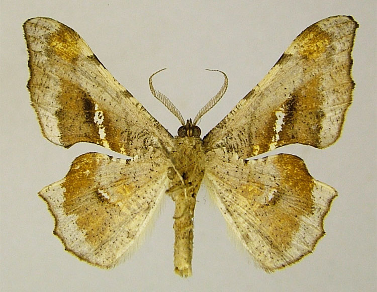 /filer/webapps/moths/media/images/T/tetracantha_Xenimpia_HT_ZSMb.jpg