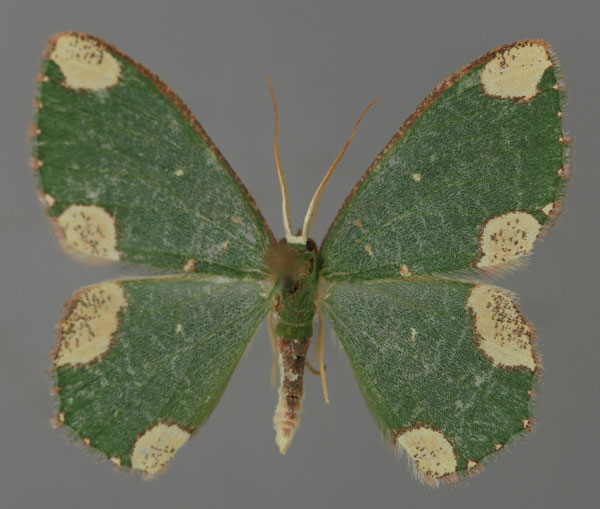 /filer/webapps/moths/media/images/T/tetracosmia_Prasinocyma_A_ZSM_01.jpg