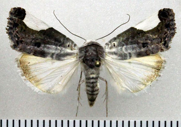 /filer/webapps/moths/media/images/T/tetragonisa_Acontia_AM_Fiebig.jpg