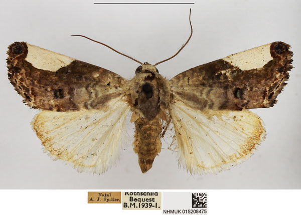 /filer/webapps/moths/media/images/T/tetragonisa_Acontia_AM_NHMUK.jpg
