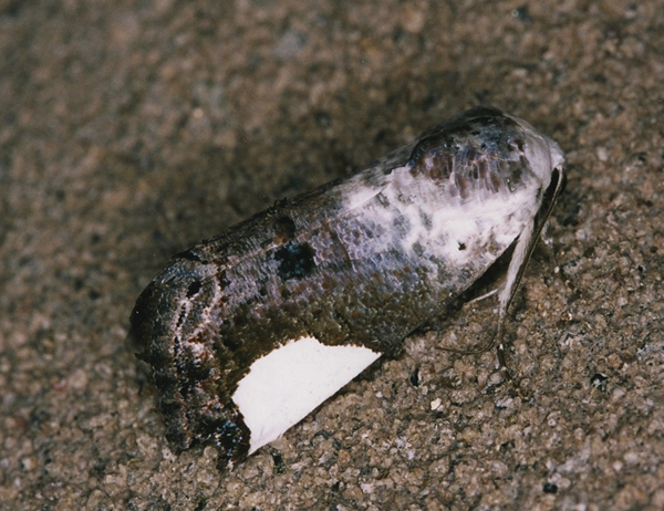 /filer/webapps/moths/media/images/T/tetragonisa_Acontia_A_Roland_01.jpg