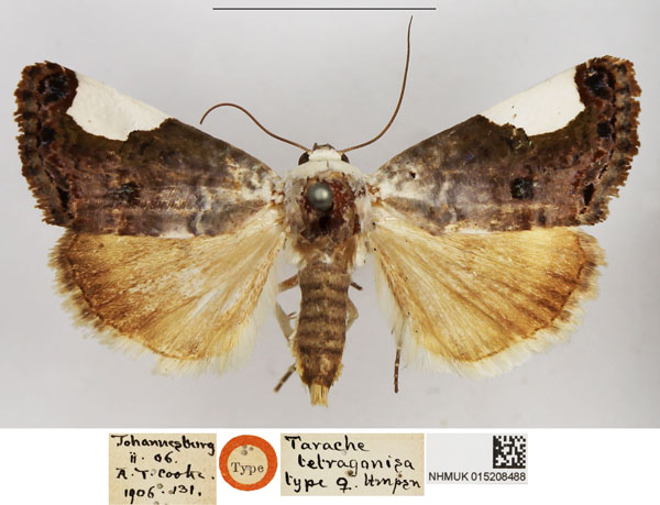 /filer/webapps/moths/media/images/T/tetragonisa_Tarache_HT_NHMUK.jpg