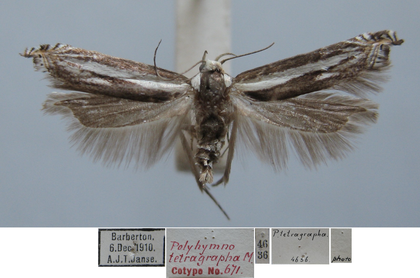 /filer/webapps/moths/media/images/T/tetragrapha_Polyhymno_FST_TMSA.jpg