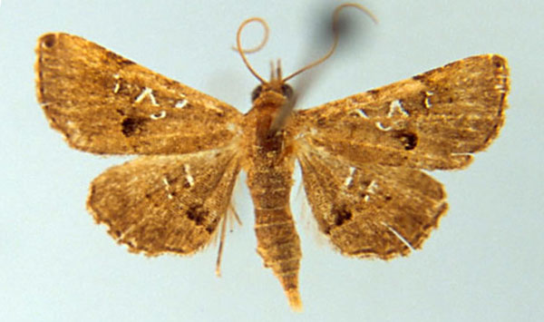 /filer/webapps/moths/media/images/T/tetramelanosticta_Cerynea_A_MSNM.jpg