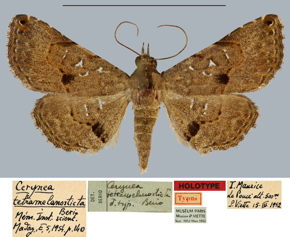 /filer/webapps/moths/media/images/T/tetramelanosticta_Cerynea_HT_MNHN.jpg
