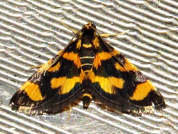 /filer/webapps/moths/media/images/T/tetraplagalis_Pyrausta_A_Braun_01.jpg