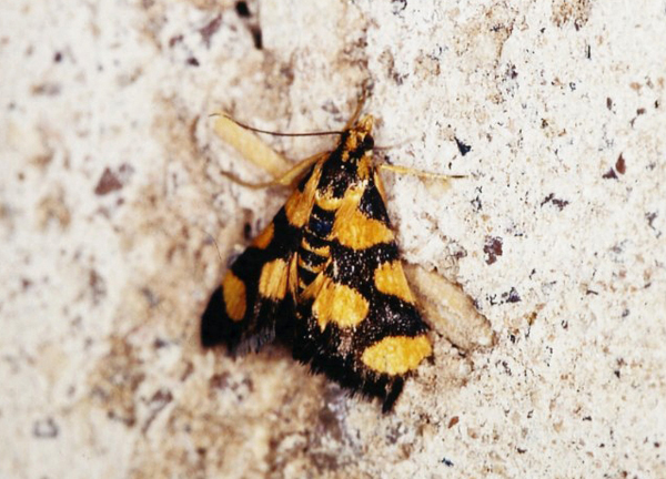 /filer/webapps/moths/media/images/T/tetraplagalis_Pyrausta_A_Roland_03.jpg
