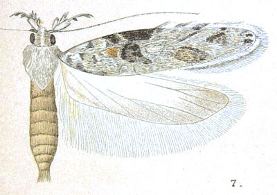 /filer/webapps/moths/media/images/T/tetraptila_Semodicta_STM_Meyrick_5-7.jpg