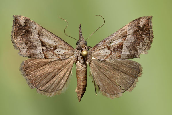 /filer/webapps/moths/media/images/T/tetrasticta_Hypena_A_Butler.jpg