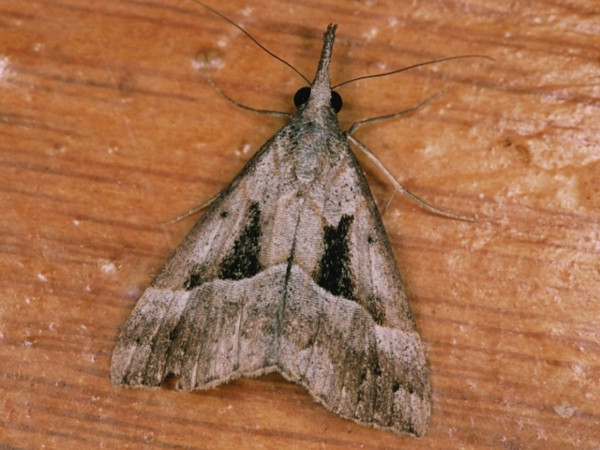 /filer/webapps/moths/media/images/T/tetrasticta_Hypena_A_Roland.jpg