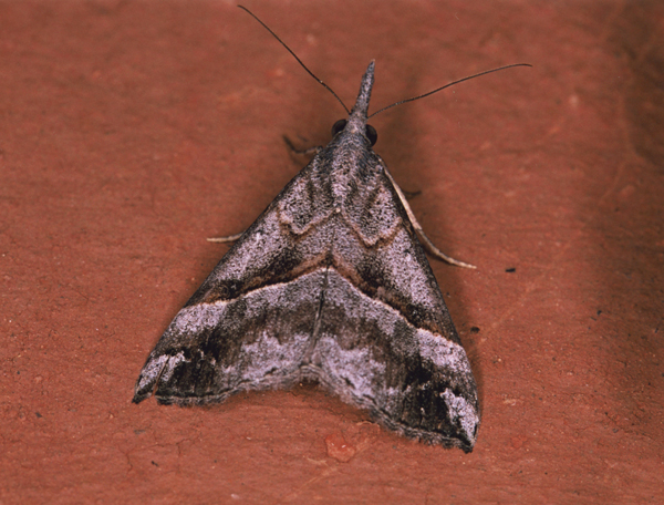 /filer/webapps/moths/media/images/T/tetrasticta_Hypena_A_Roland_06.jpg