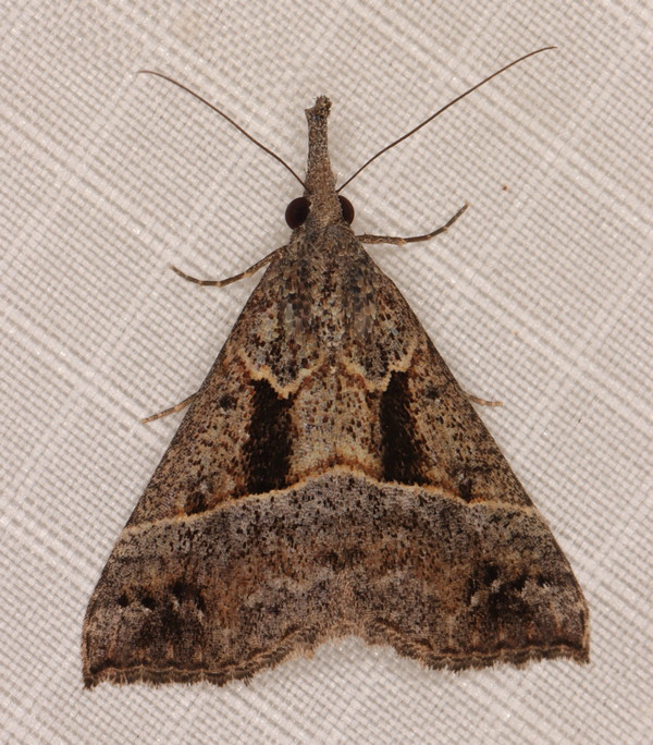 /filer/webapps/moths/media/images/T/tetrasticta_Hypena__A_Heyns_01.jpg