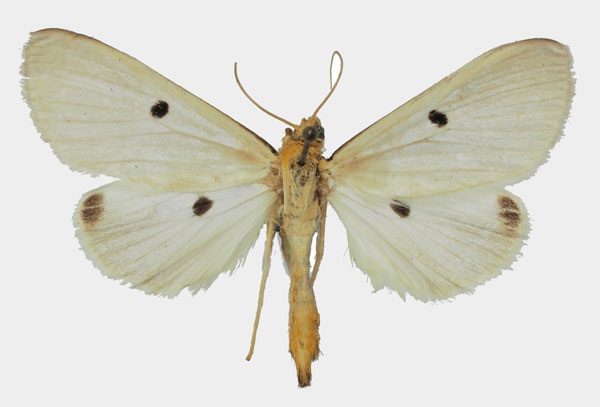 /filer/webapps/moths/media/images/T/tetrasticta_Parasoloe_AF_Basquin.jpg