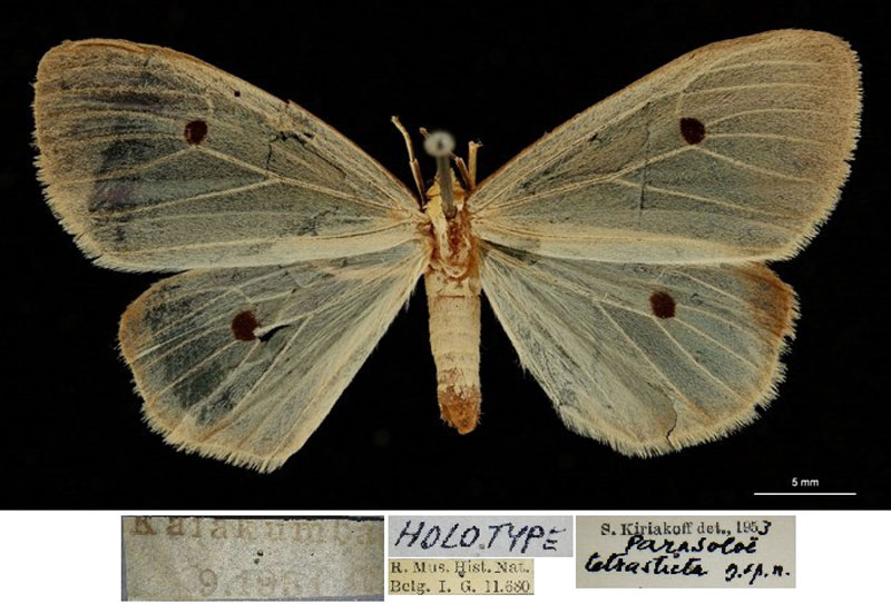 /filer/webapps/moths/media/images/T/tetrasticta_Parasoloe_HT_RBINSa.jpg