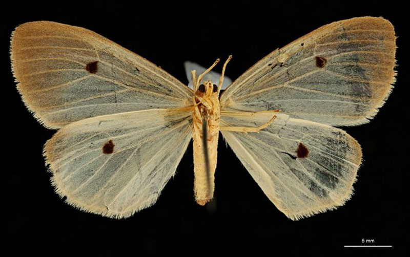 /filer/webapps/moths/media/images/T/tetrasticta_Parasoloe_HT_RBINSb.jpg