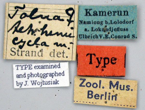 /filer/webapps/moths/media/images/T/tetrhemicycla_Tolna_HT_ZMHBl.jpg