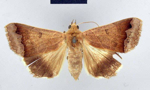 /filer/webapps/moths/media/images/T/tettensis_Ophiodes_HT_ZMHB.jpg