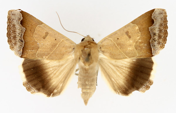 /filer/webapps/moths/media/images/T/tettensis_Ophiusa_AF_TMSA_01.jpg