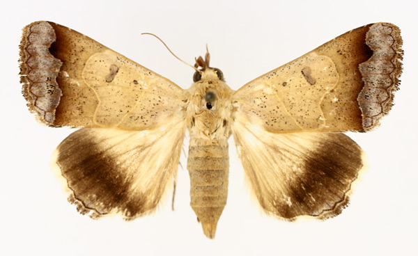 /filer/webapps/moths/media/images/T/tettensis_Ophiusa_AF_TMSA_02.jpg
