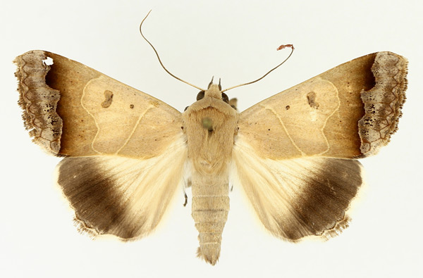/filer/webapps/moths/media/images/T/tettensis_Ophiusa_AM_TMSA_01.jpg