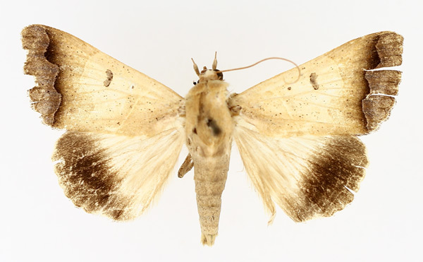 /filer/webapps/moths/media/images/T/tettensis_Ophiusa_AM_TMSA_02.jpg