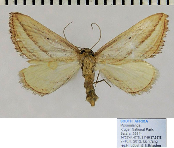 /filer/webapps/moths/media/images/T/textilis_Anthemoctena_AF_ZSM.jpg