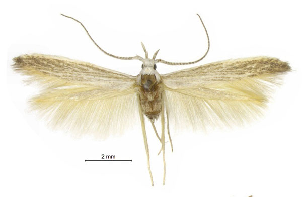 /filer/webapps/moths/media/images/T/textoria_Coleophora_AM_Baldizzone.jpg