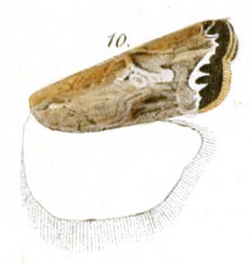 /filer/webapps/moths/media/images/T/texturella_Prionapteryx_ST_Zeller_1-10.jpg