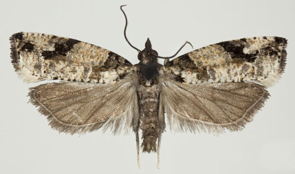 /filer/webapps/moths/media/images/T/thalameuta_Megaherpystis_AF_NHMO.jpg