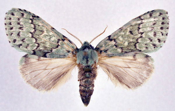 /filer/webapps/moths/media/images/T/thalassina_Heraia_AF_NHMO.jpg