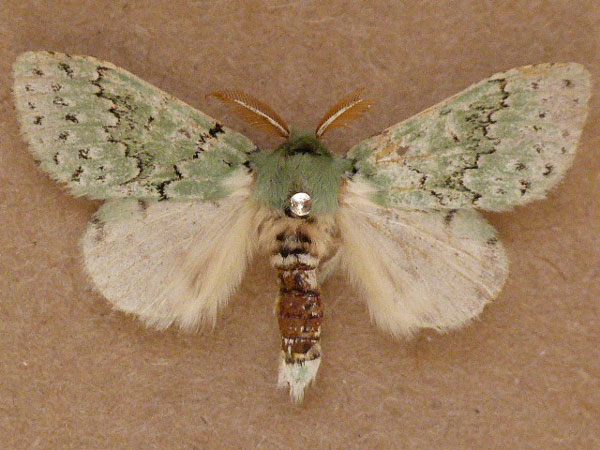 /filer/webapps/moths/media/images/T/thalassina_Heraia_A_Butler.jpg
