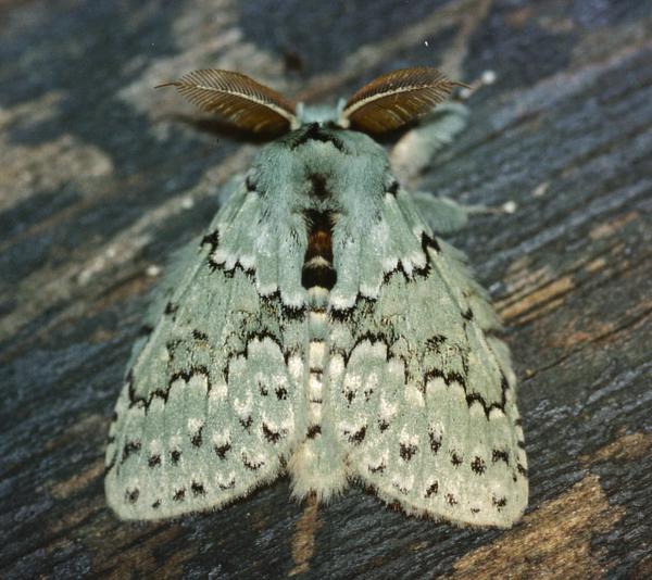 /filer/webapps/moths/media/images/T/thalassina_Heraia_A_Roland_01.jpg